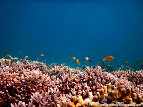 Good house reef of Raja Ampat Flow Resort