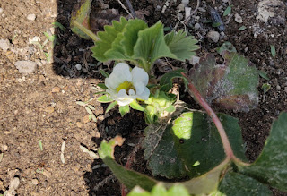 A flower has appeared on our strawberry plant