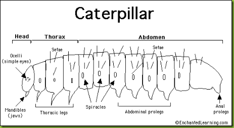 Caterpillar Anatomy Drawing