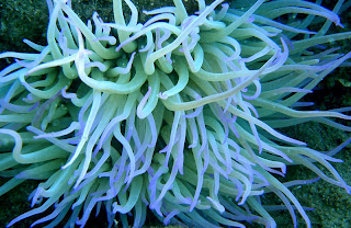 sea_anemone.jpg