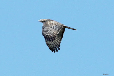"A raptor with unusual plumage is the Oriental Honey-buzzard (Pernis ptilorhynchus). Adults have a combination of brown and rufous colours, whilst youngsters are more mottled. Soaring over the air, with big wings and a hooked beak."