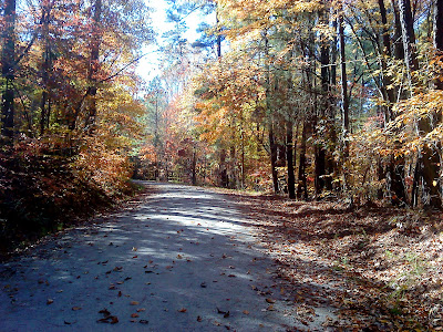 an enjoyable run on a Fall day during lunch in Umstead State Park