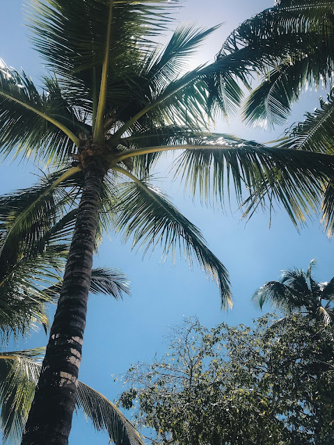 Palm Trees in La Romana, Dominican Republic