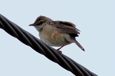 Zitting Cisticola