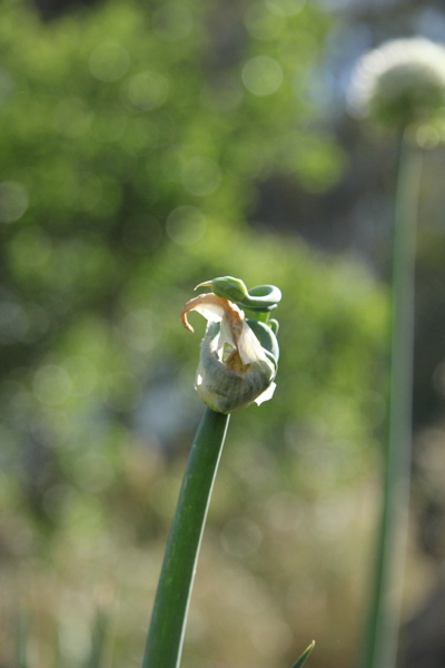 Permaculture Vegetables Australia