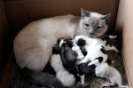 Cats nurse orphaned pups