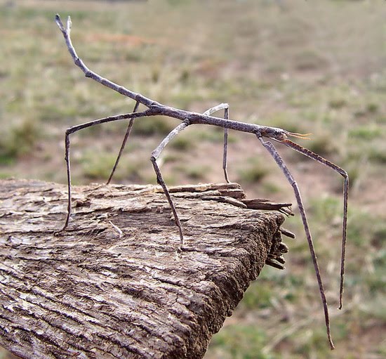 biggest camel spider in world. The Mexican#39;s call Camel