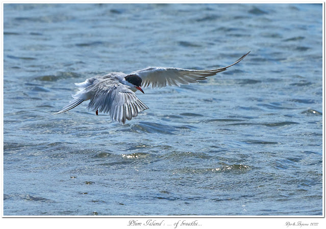 Plum Island: ... of breaths...