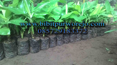 bibit pisang ambon, jual bibit pisang ambon, bibit purworejo, jual bibit tanaman purworejo, jual bibit pisang ambon, bibit pisang ambon, jual bibit pisang ambon kultur jaringan, jual bibit pisang ambon super, bibit pisang ambon siap tanam, budidaya pisang ambon, jarak tanam pisang ambon, panen pisang ambon, pisang ambon, jual pisang ambon, jual bibit pisang ambon, jual bibit pisang raja, jual bibit pisang kepok, jual bibit pisang cavendish, jual bibit pisang raja, jual bibit pisang mas kirana, aneka bibit pisang, jual aneka bibit pisang dipurworejo, jenis pisang ambon, jual bibit pisang ambon super.