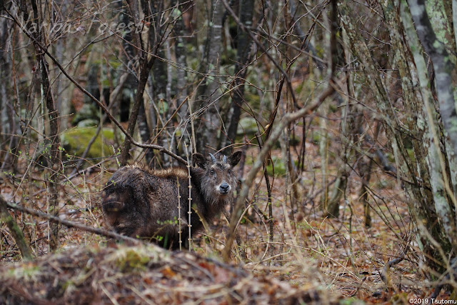 japanese serow