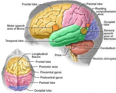 Segala Jenis Penyakit Berawal Dari Otak Seperti Meningitis