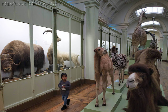 Tournai Things to do Natural History Museum