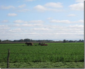 cu amish farmer