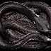 Amazing Black Cobra Snake