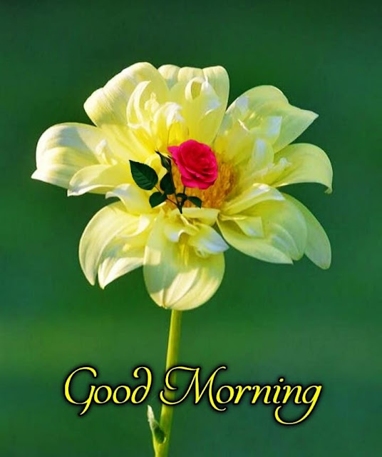 Good Morning Photos Download