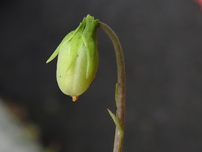 小菫菜的蒴果