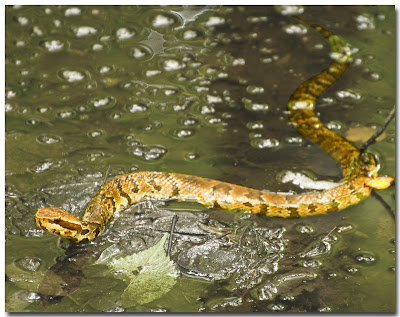 Cottonmouth in Water