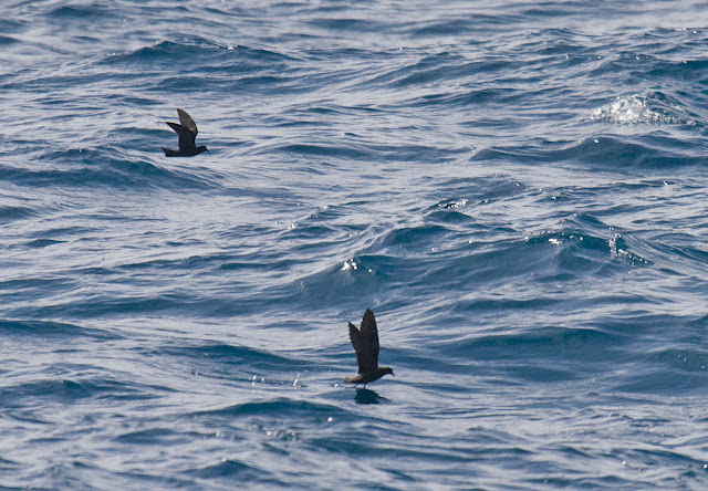 Black Storm-Petrel