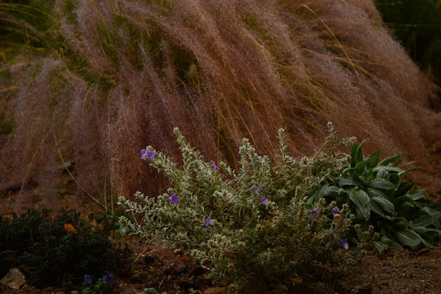 eremophila hygrophana, muhlenbergia regal mist, amy myers, desert garden, small sunny garden, photography