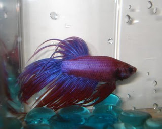 crowntail