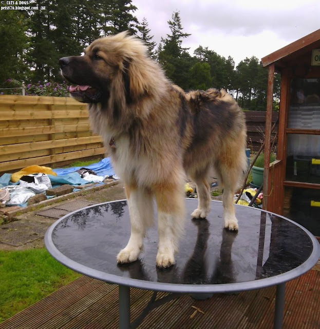 Leonberger