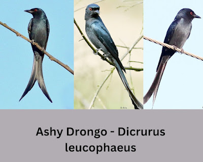 "Acolage of the Ashy Drongo - Dicrurus leucophaeus Mt Abu  Dec 2023,winter visitor."