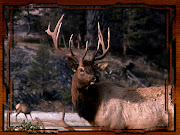 Back off, buddy (yellowstone park elk )