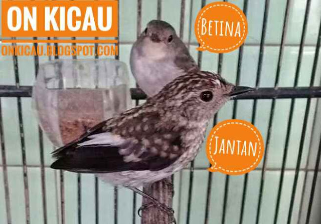 gambar burung decu kembang trotolan jantan dan betina