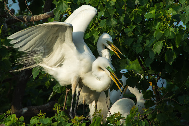 Great Egrets, Smith Oaks Rookery