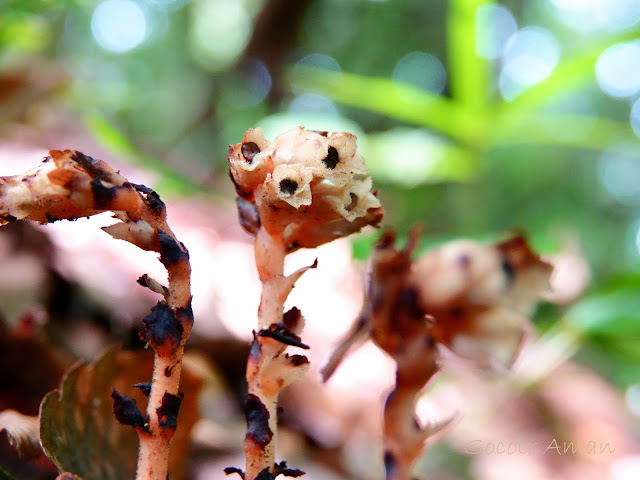 Monotropa hypopithys