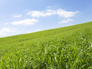 Green Garden and Field Wallpapers