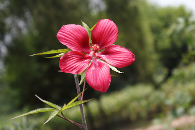 Scarlet Rosemallow Flowers Pictures