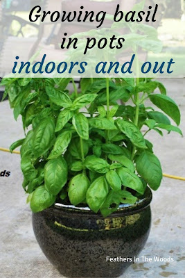 Grow amazing basil plants