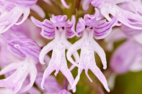 Orchid "Naked man" ( Orchis Italica)