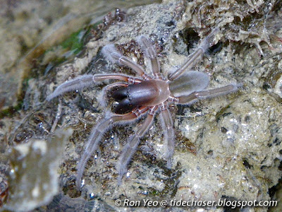 Marine Spider (Desis martensi)