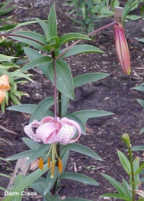 Лилия Уорда (Lilium wardii)