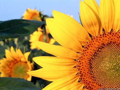  Sunflower Very Beautiful Image