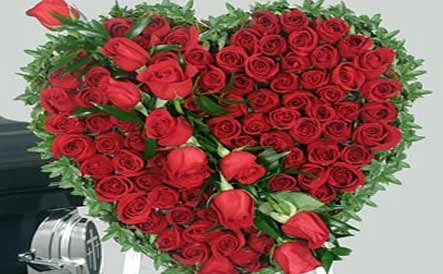 Beautiful Rose Flower Images