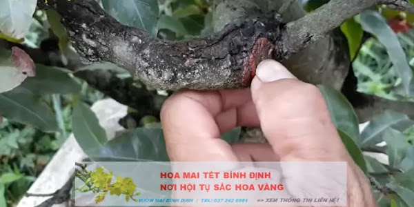 Cách trị nấm Đen trên cây mai vàng