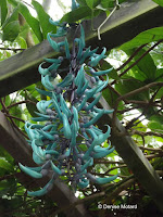 Hanging blue flowers, a jungle plant - Kyoto Botanical Gardens Conservatory, Japan