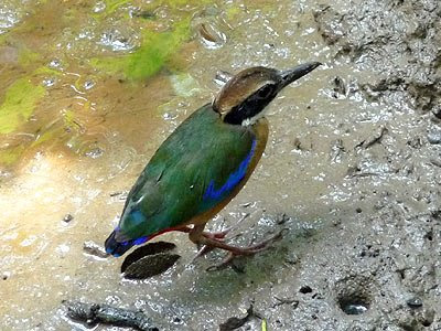 Mangrove pitta, Pitta megarhyncha