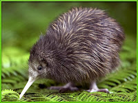 kiwi bird images