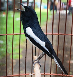 Memaster burung dengan suara burung lain berfungsi selain untuk lebih 