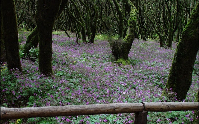 Travel around Spain - La Gomera (Canary Islands)