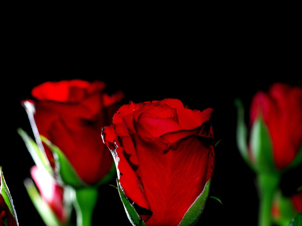 Red Roses Desktop Wallpaper