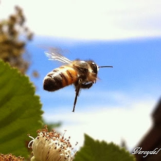 http://vidaecorganica.blogspot.com/2013/09/las-abejas-son-esenciales-para-nuestra.html