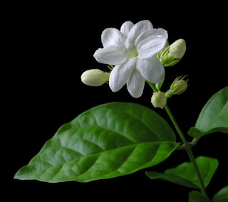 Bunga Melati (jasmine)