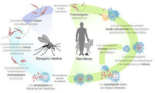 leishmania 