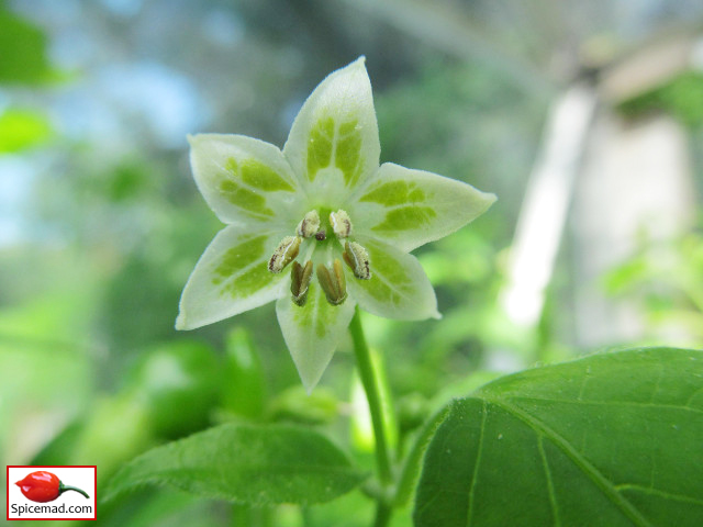 Aji Lemon Flower - 1st August 2019