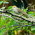 The Chipping Sparrow and Richard Wilbur's "Still, Citizen Sparrow"
Again